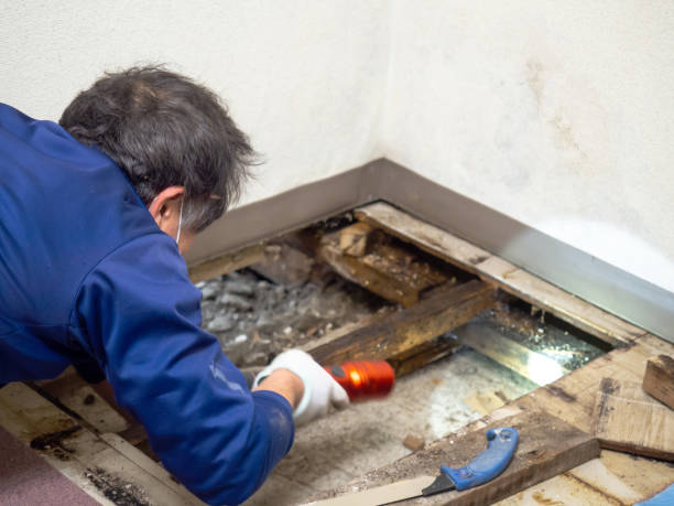 Best Mold Testing  in Liberty, KY