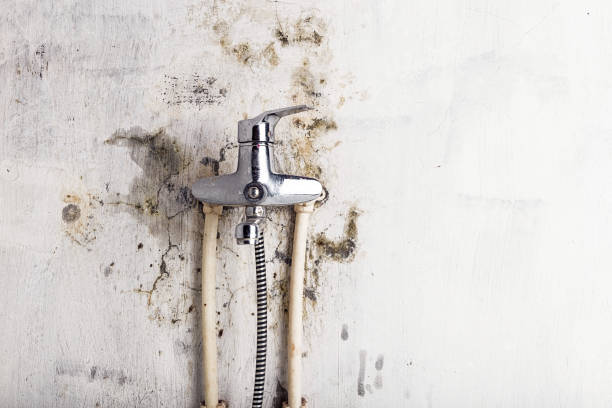 Office Mold Removal Services in Liberty, KY