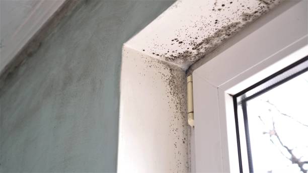 Crawl Space Mold Removal in Liberty, KY