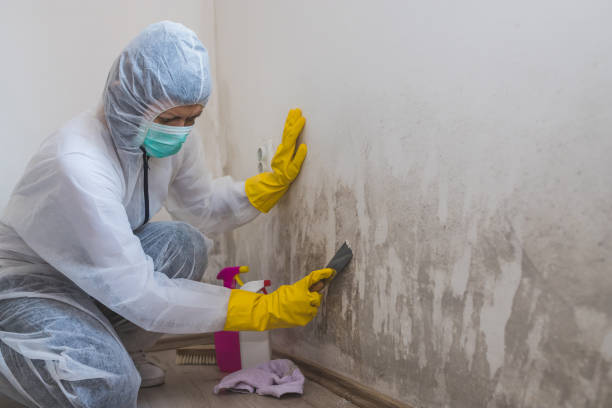 Best Black Mold Removal  in Liberty, KY