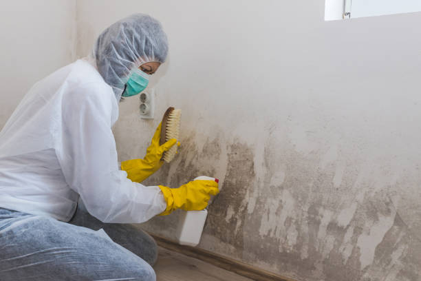 Best Mold Cleaning Services  in Liberty, KY