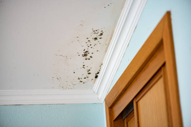 Best Certified Mold Removal  in Liberty, KY