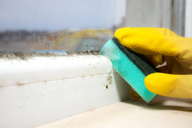 Best Commercial Mold Removal  in Liberty, KY