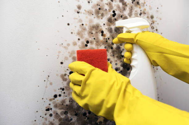 Best Mold Removal Near Me  in Liberty, KY