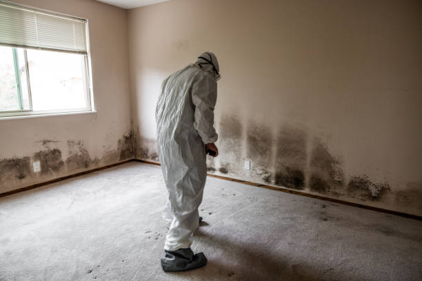 Best Certified Mold Removal  in Liberty, KY