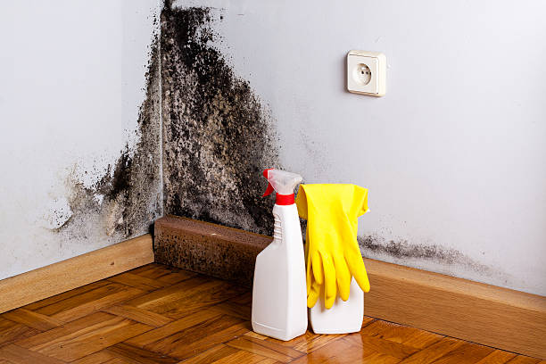 Best Mold Damage Repair  in Liberty, KY