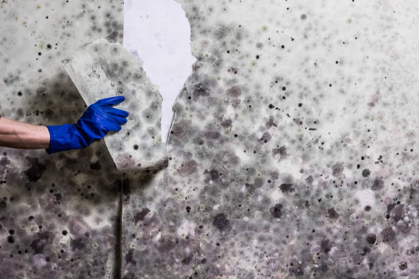 Best Local Mold Removal Service  in Liberty, KY