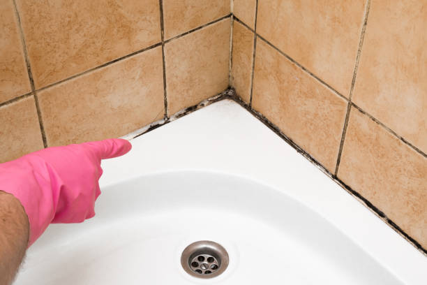 Best Mold Removal Near Me  in Liberty, KY