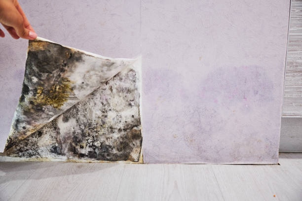 Best Local Mold Removal Service  in Liberty, KY